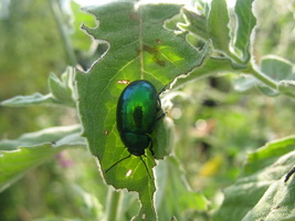 Chrysolina sp. (Chrysomelidae)