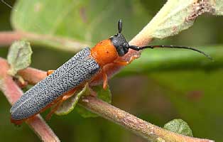   Oberea oculata (Cerambycidae)