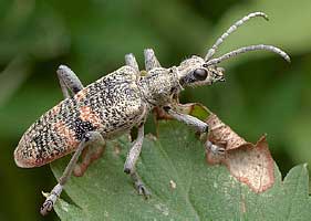- Rhagium mordax (Cerambycidae)