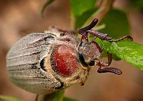     Melolontha hippocastani (Scarabaeidae)