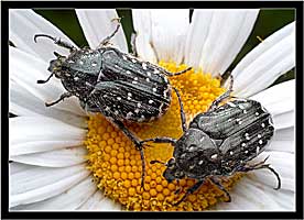       (Scarabaeidae: Cetoniinae)