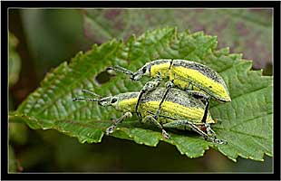 - Chlorophanus viridis (Curculionidae)