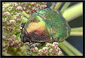     (Scarabaeidae: Cetoniinae)