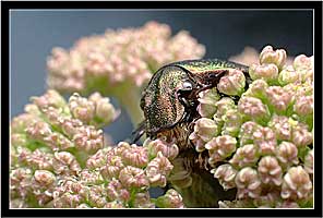  ()   
(Scarabaeidae: Cetoniinae)
