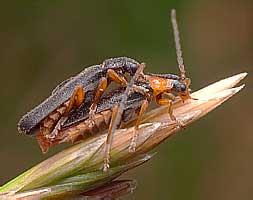 Soldier beetles (Cantharidae: Cantharis)
