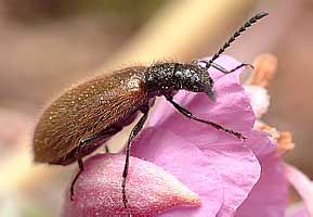 Long-jointed beetle (Lagriidae: Lagria)