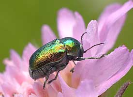 Leaf beetle (Chrysomelidae: Cryptocephalus)