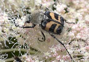 (Scarabaeidae: Trichius fasciatus)
