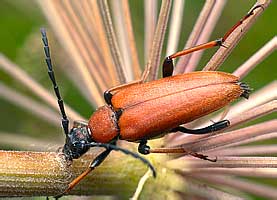 Longhorn beetle (Cerambycidae: Aredolpona rubra)