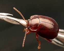 Leaf beetle (Chrysomelidae: Chrysomelinae)