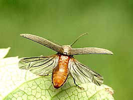 Click beetle (Elateridae)