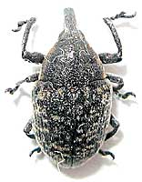Curculionidae: Larinus turbinatus Gyllenhal, 1836