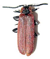 Lygistopterus sanguineus (Linnaeus, 1758)