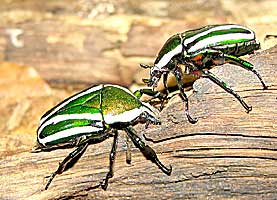 Dicranorrhina derbyana layardi Westwood (Scarabaeidae).