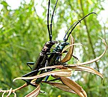 Aromia moschata moschata (Linnaeus, 1758) (Cerambycidae)
