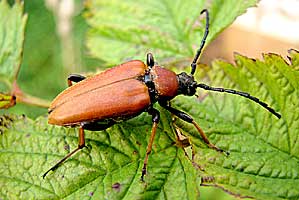 Stictoleptura rubra rubra (Linnaeus, 1758) (Cerambycidae)