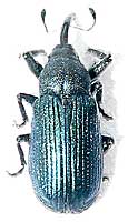 Curculionidae: Magdalis frontalis (Gyllenhal, 1827) - det. . vlev.