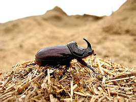 Oryctes_nasicornis (Scarabaeidae)