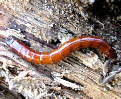 Elateridae gen. sp. (larva)