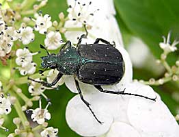 Gnorimus subopacus (Scarabaeidae)