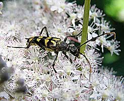 Leptura annularis (Cerambycidae)