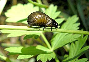 Chrysolina roddi (Jacobson, 1896) - larva