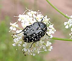 Oxythyrea funesta (Scarabaeidae)