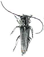 Cerambycidae: Phytoecia nigricornis (Fabricius, 1781)