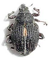 Curculionidae: Rhinoncus pericarpius (Linnaeus, 1758)