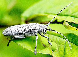 Saperda similis (Cerambycidae)