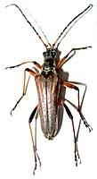 Cerambycidae: Stenocorus meridianus (Linnaeus, 1758)