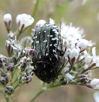 Oxythyrea funesta (Poda, 1761) (Scarabaeidae)