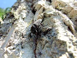 Xylotrechus rusticus (Linnaeus, 1758) (Cerambycidae)