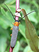 Oberea oculata (Linnaeus, 1758) (Cerambycidae)