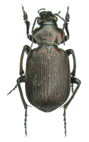 Calosoma (Castrida) argentinensis Csiki, 1927