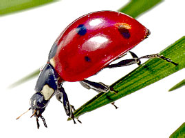 Coccinellidae: Coccinella septempunctata