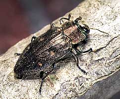 Buprestidae: Chrysobothris affinis
