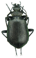 Calosoma (s. str) cyanescens (Motschulsky, 1859)