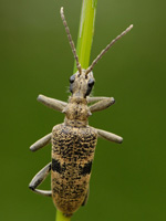 Rhagium mordax (De Geer, 1775) - Cerambycidae