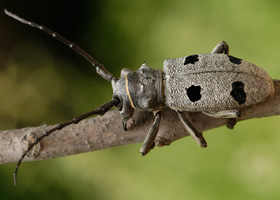 Morimus asper funereus Mulsant, 1863 - Cerambycidae