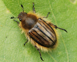 Exomala hirtella (Brull?, 1832) - Scarabaeidae