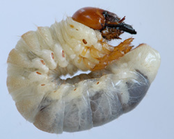 Lucanus cervus (Linnaeus, 1758) - Lucanidae