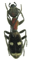 Eccoptoptera ? cupricollis Chaudoir, 1878