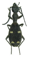 Eccoptoptera lagenula Gerstaecker, 1866