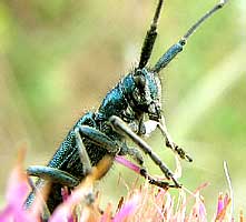  Agapanthia sp.<br> (Cerambycidae)