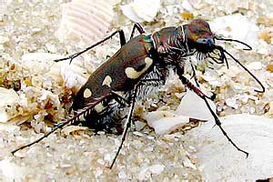 - Cicindela hybrida (Carabidae)