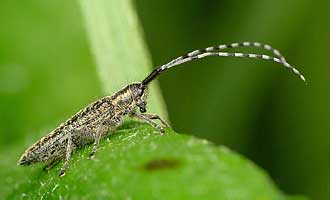 - Agapanthia villosoviridescens (Cerambycidae)