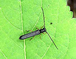 Oberea sp. (Cerambycidae)