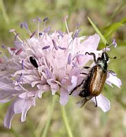 Scarabaeidae: Phyllopertha horticola