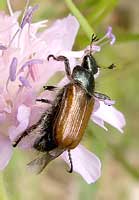Scarabaeidae: Phyllopertha horticola